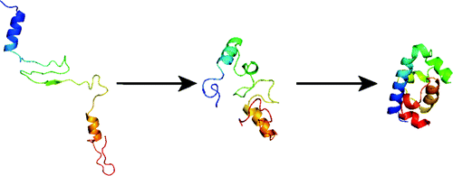 protein folding